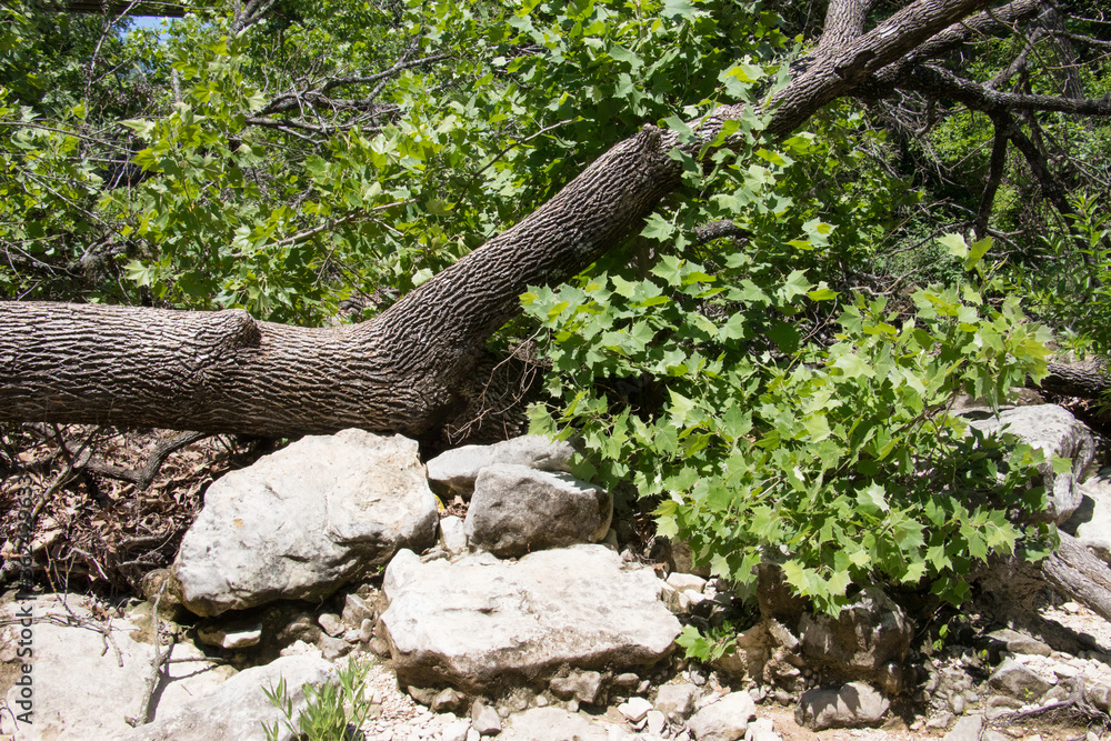a fallen tree and large rocks in a stream bed
