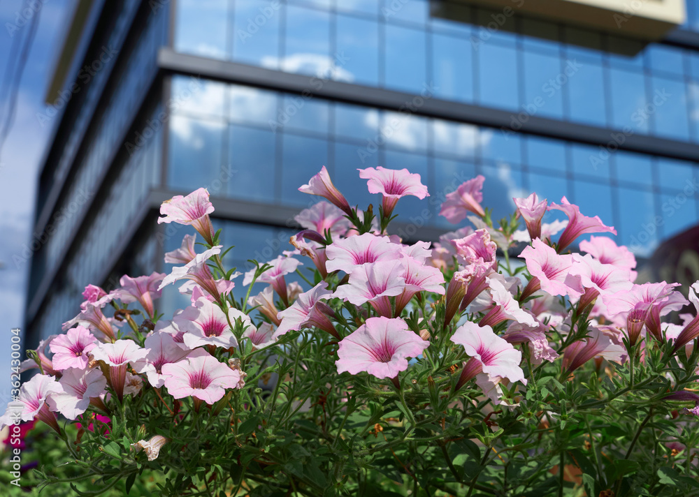 flowers near a facade of a modern building on a bright Sunny day, blue sky and clouds reflecting in a glass, beautiful exterior of the new building