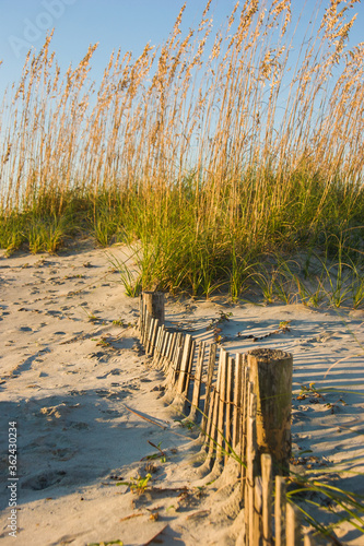 Beach Grass and a pickett sand fence on Tybee Island, Georgia. photo