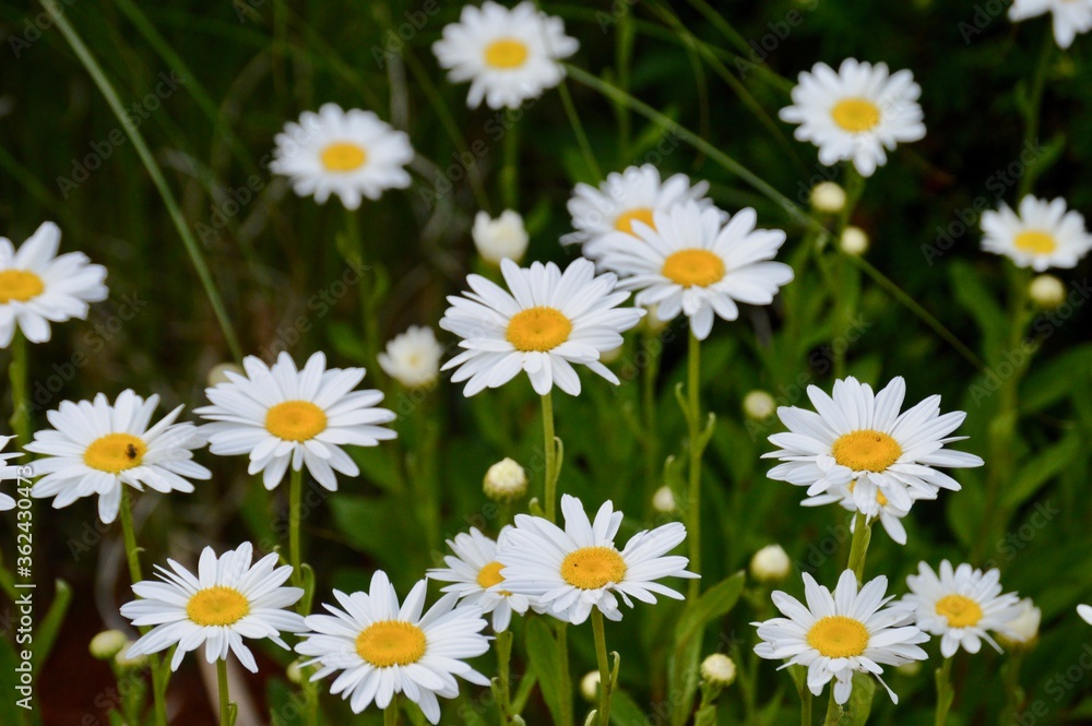white daisies in a field white daisies in a field