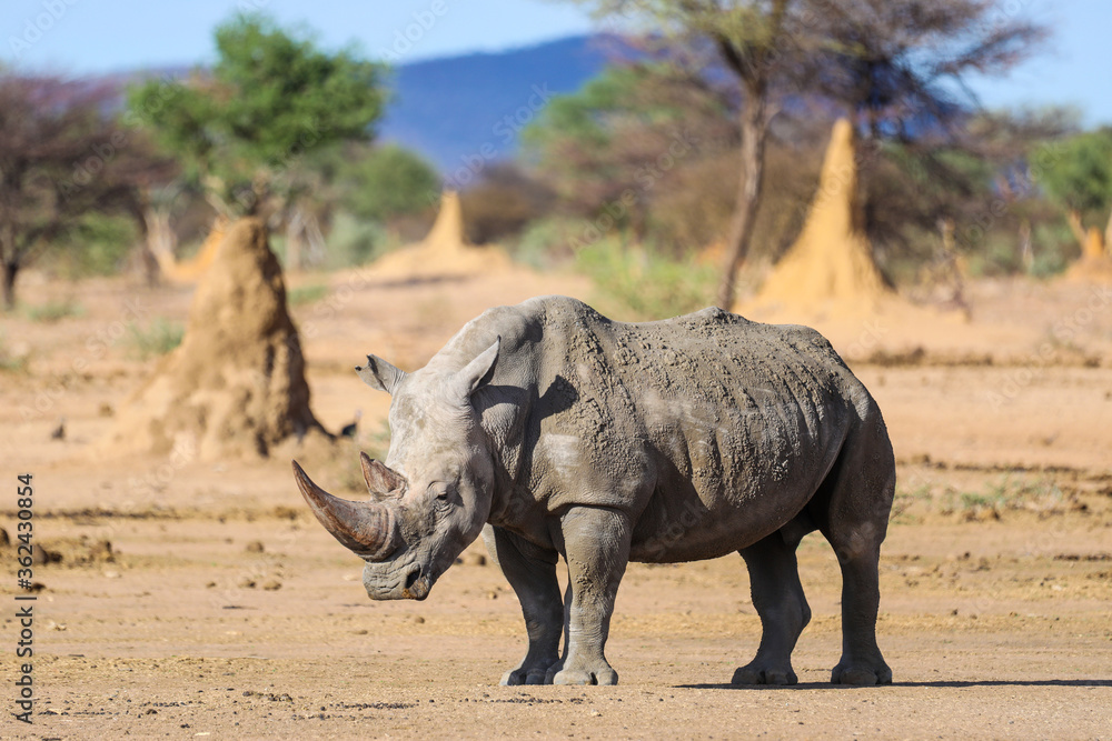 Obraz premium Mud covered white rhino standing alone among termite mounds in Namibia