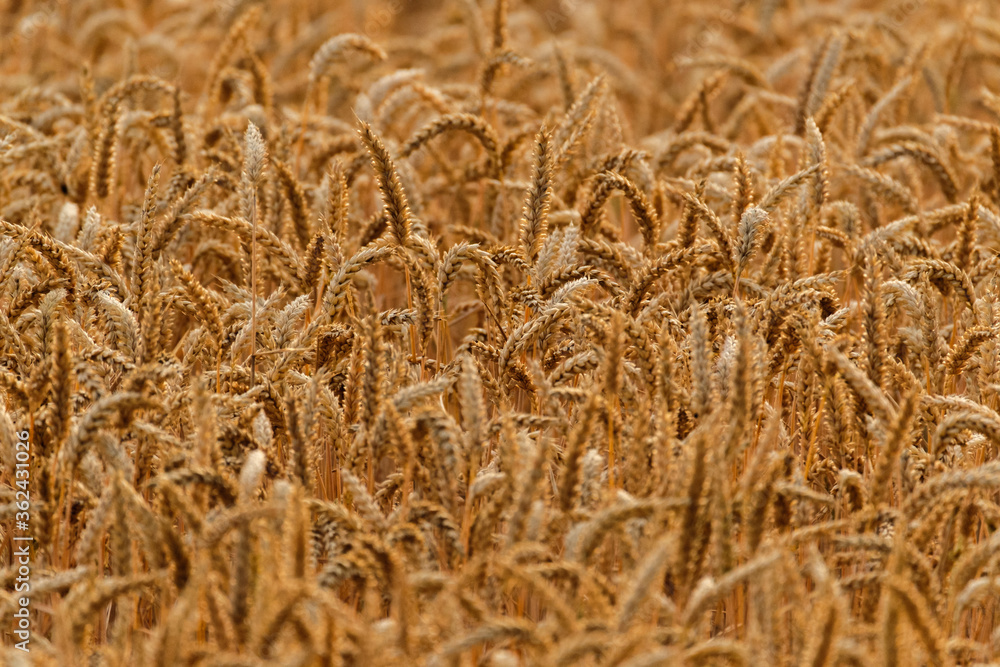 Field of golden wheat