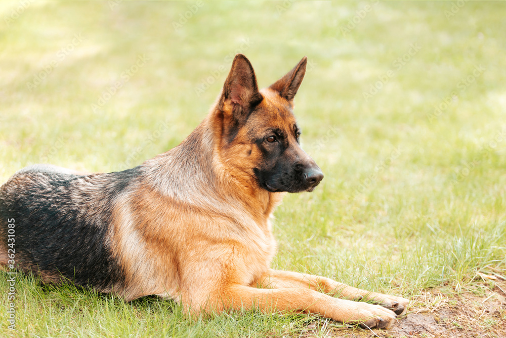 German shepherd lying on the grass in the park. Portrait of a purebred dog. German shepherd lying on the grass in the park. Portrait of a purebred dog.