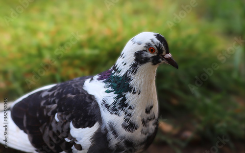 Portrait of a black and white dove, on a background of green grass