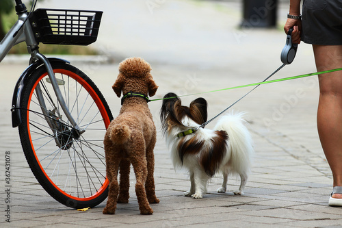 Canvas Print Two small dogs on a leash, turned away from the camera,  they meet an invisible owner