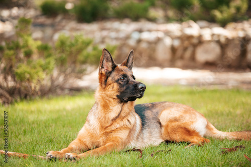 German shepherd lying on the grass in the park. Portrait of a purebred dog. © Cloudbursted