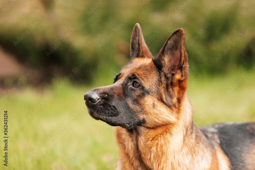 German shepherd lying on the grass in the park. Portrait of a purebred dog. German shepherd lying on the grass in the park. Portrait of a purebred dog.