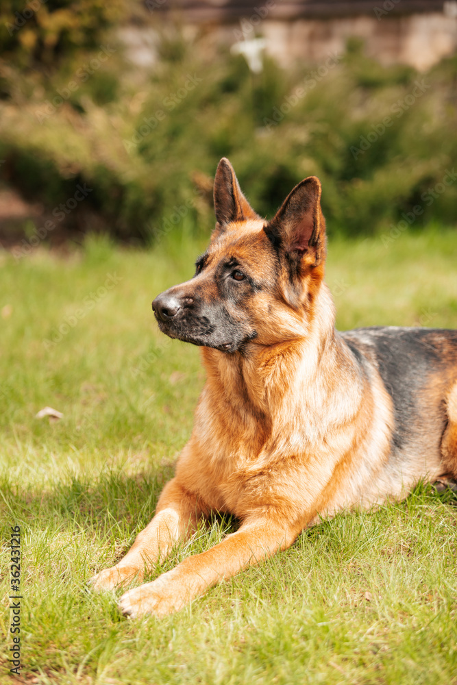 German shepherd lying on the grass in the park. Portrait of a purebred dog.