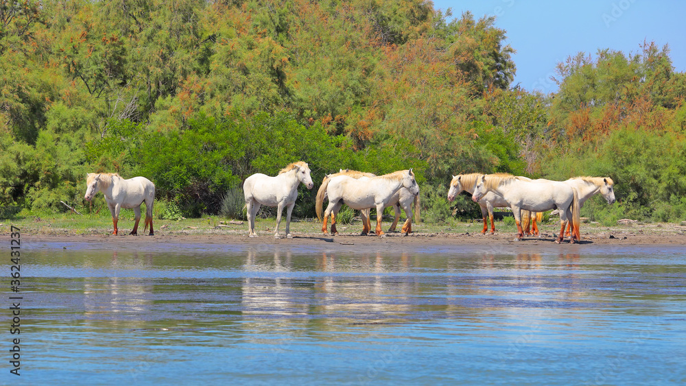 France, wild white horses of Camargue cooling off on a river banks