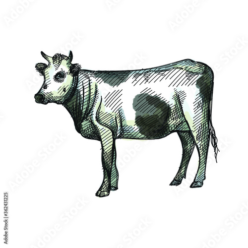 Colorful watercolor Hand-drawn sketch of cow on a white back ground. Farm animals. Livestock. Domestic animals.  