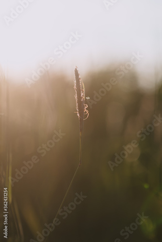 A field spider close up.