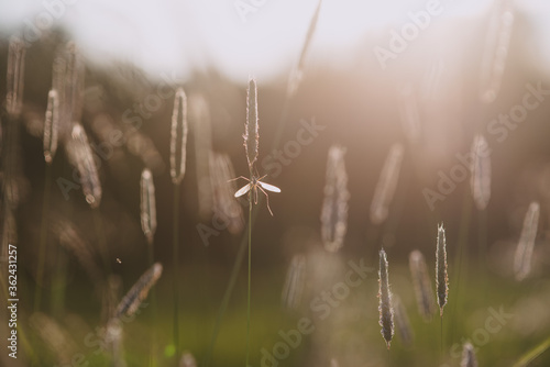 A mosquito on the field close up.