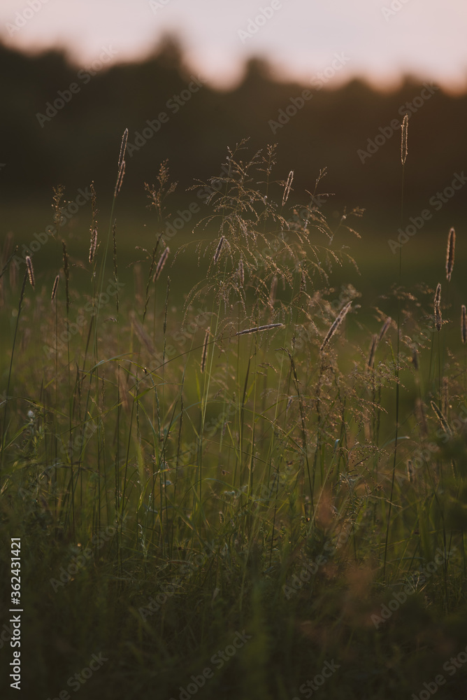 On the field at sunset. On the field at sunset.