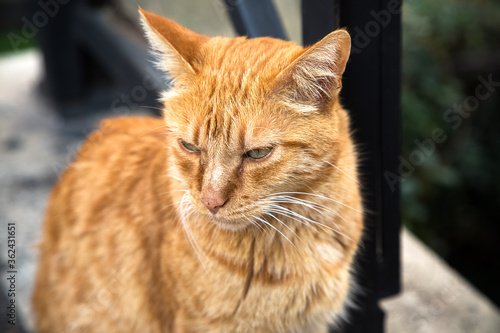 Big homeless red cat portrait. Abandoned old animal sits outdoors in the street and looks to the left. Lost domestic orange pet. Hungry and sad. Animal adoption concept. Feelings and emotions