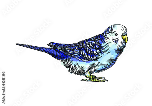 Colorful watercolor Hand-drawn sketch of a parrot. Domestic animal. Home pet.	