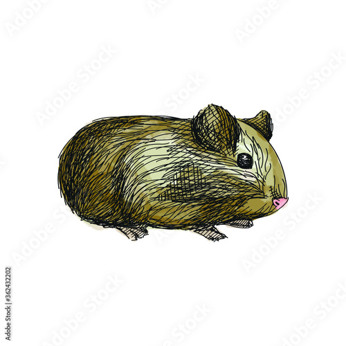 Colorful watercolor Hand-drawn sketch of domestic guinea pig on a white background. Domestic animal. Home pet.	