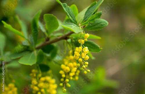 Berberis vulgaris, simply barberry Yellow flowers. Buds cluster on blooming Common or European Barberry in spring