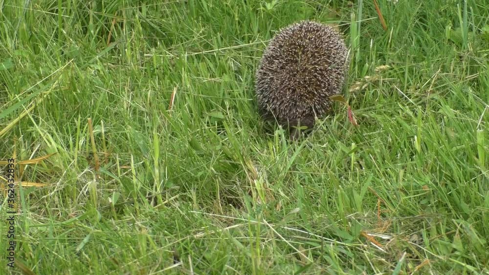 Leaving the Wild hedgehog in the green grass. Hedgehogs forest prickly close. Leaving the Wild hedgehog in the green grass. Hedgehogs forest prickly close.