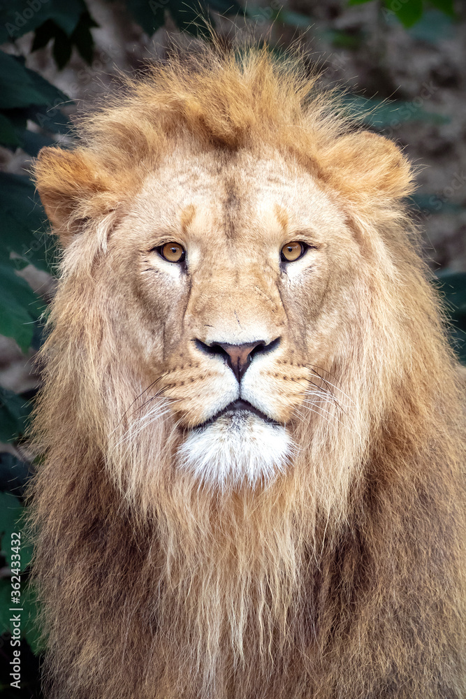 Fototapeta premium male adult lion shot in natural habitat