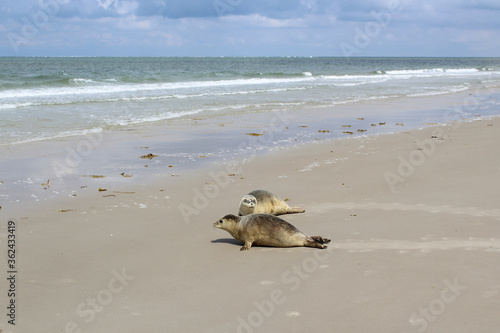 Young seals on the beach.