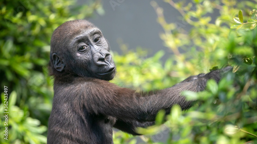Young Gorilla shot in natural habitat