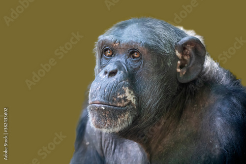 female chimpanzee monkey shot in natural habitat