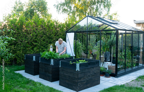 Young man tending to herbs and vegetable plants outside of a greenhouse