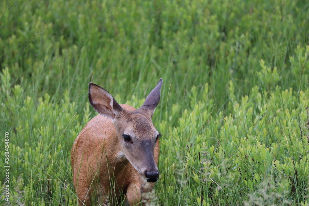 Fototapeta premium deer in the grass