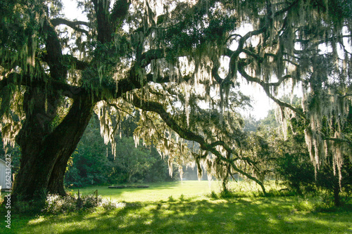 Slika na platnu Live oak trees with hanging spanish moss