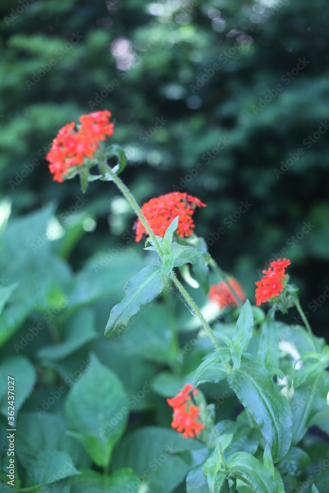 red and white flower red and white flower
