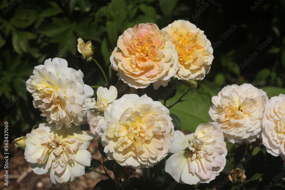 Fototapeta premium yellow flowers in the garden