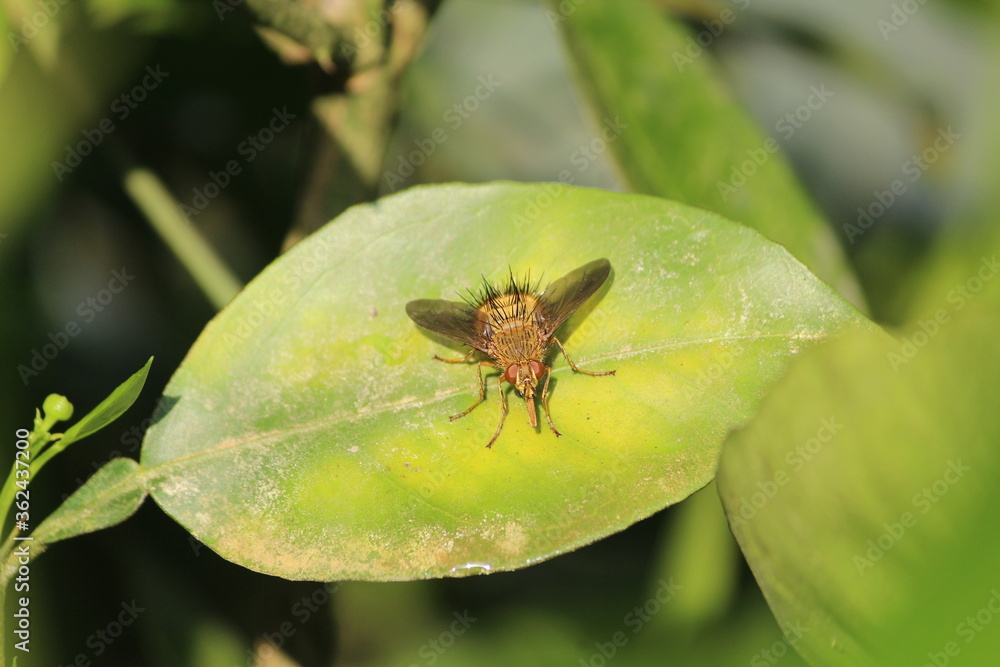 MOSCA MUTUCA MOSCA MUTUCA