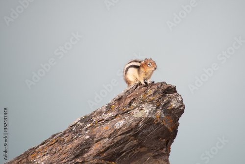 Golden-mantled ground squirrel sitting on the rock. Banff National Park, AB Canada 