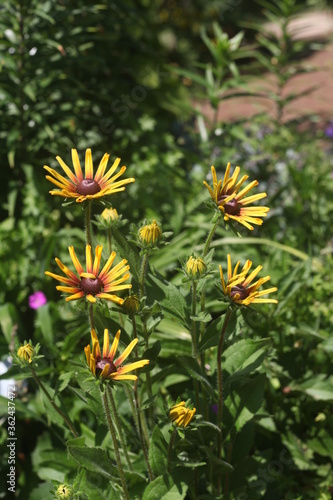 Wallpaper Mural yellow daisy flowers in a garden  Torontodigital.ca
