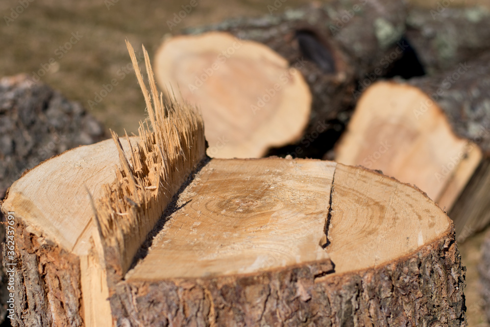 Close-up of chopped down tree trunk with tree rings and sawdust and jagged edges. Close-up of chopped down tree trunk with tree rings and sawdust and jagged edges.