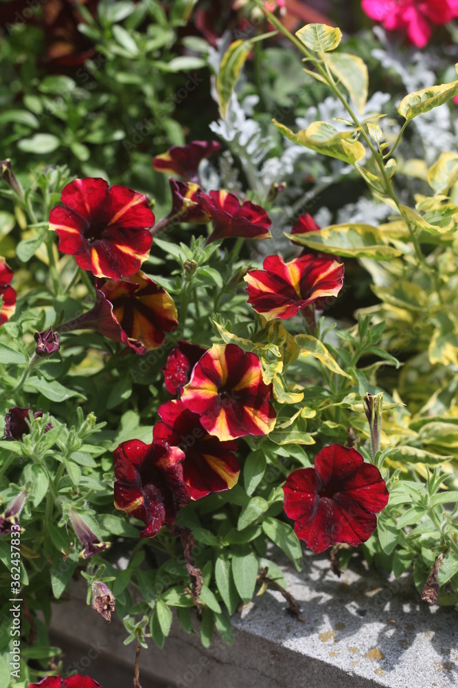 red and yellow impatiens in a garden red and yellow impatiens in a garden