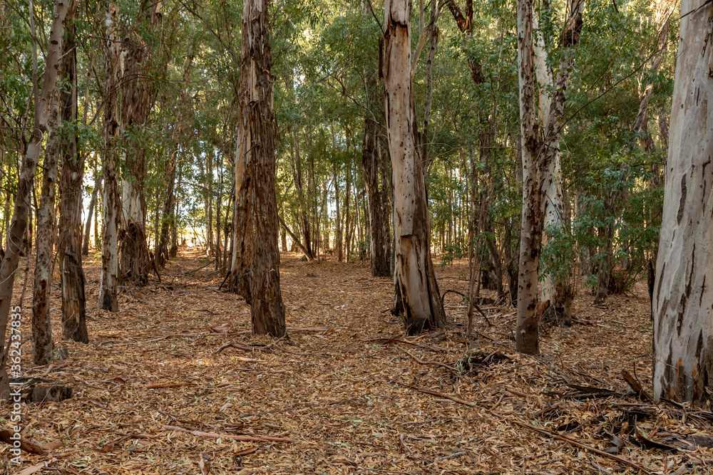 Fototapeta premium Inside a forest of green eucalyptus