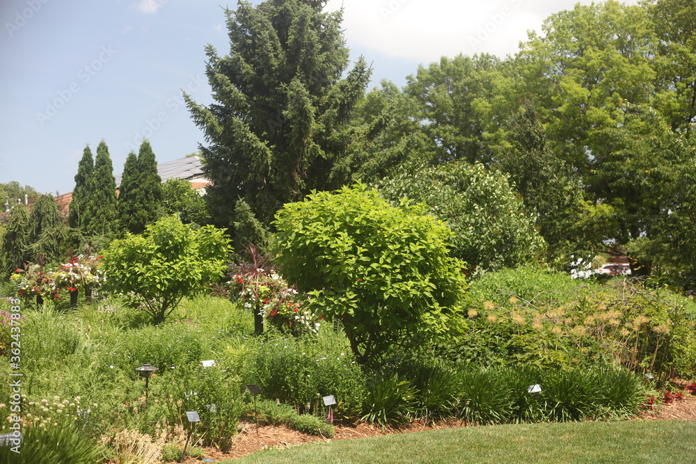 Fototapeta premium trees in the garden