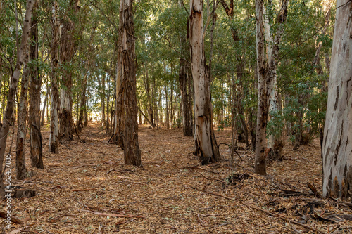 Inside a forest of green eucalyptus