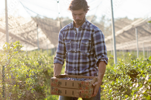 Man picking blueberry from plants in farm