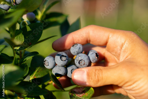 Man picking blueberry from plants in farm
