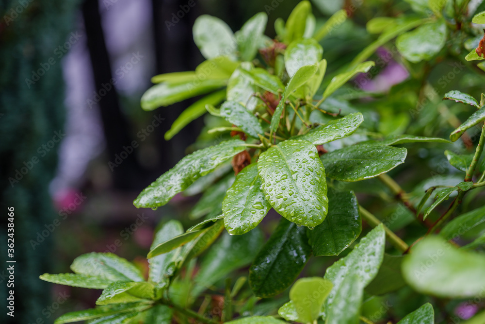 View of raindrop on green leaves of plant during rainfall under shady environment. View of raindrop on green leaves of plant during rainfall under shady environment.