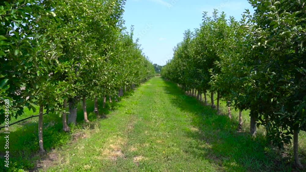 Apple orchard with green fruits in summer Apple orchard with green fruits in summer