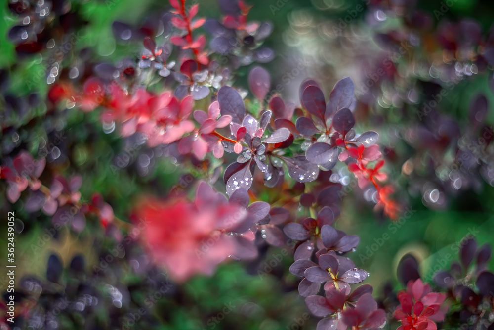 Bush of barberry (Berberis) in evening low light with raindrops on it. Beautiful nature scene, defocused background with unusual rotating bokeh of al old manual lens Helios. Selective soft focus.