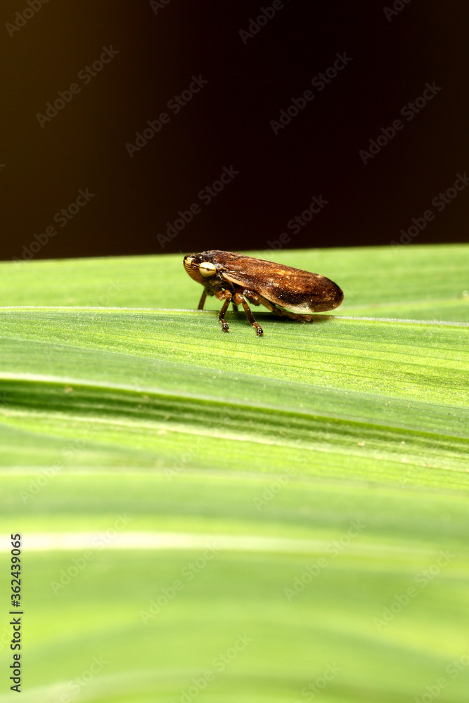 Common Froghopper - Philaenus spumarius Common Froghopper - Philaenus spumarius