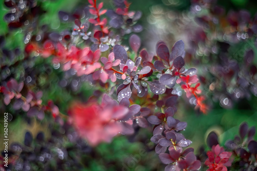 Bush of barberry (Berberis) in evening low light with raindrops on it. Beautiful nature scene, defocused background with unusual rotating bokeh of al old manual lens Helios. Selective soft focus.