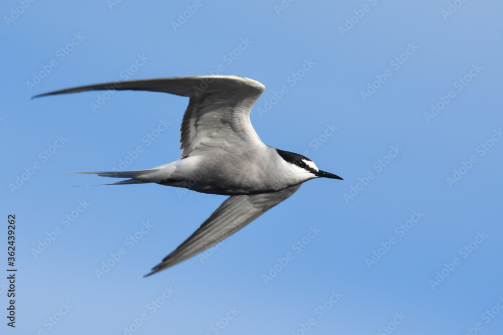Obraz premium An Aleutian Tern flies over the Alaskan ocean during the summer months.