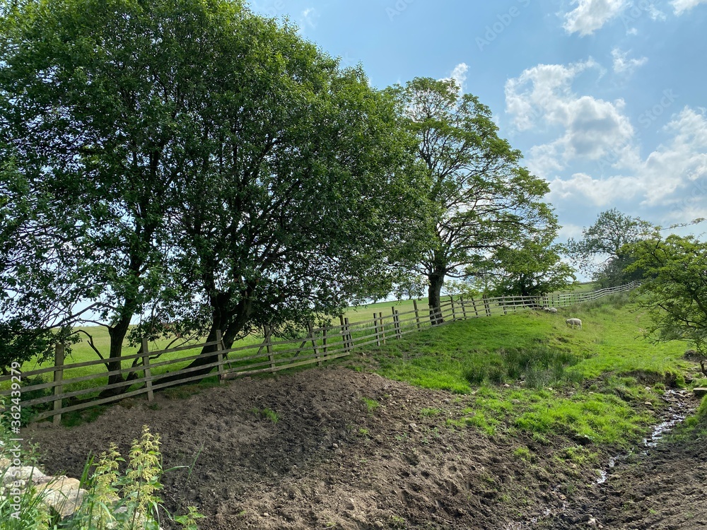 Drainage ditch, with trees and sheep in fields near, Skipton, Yorkshire, UK