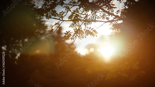defocused view of the rowan tree in the bright golden rays of the sun with lens flare and highlights shot on a vintage manual focus helios lens. blurred soft focus background. © Maxim Kukurund