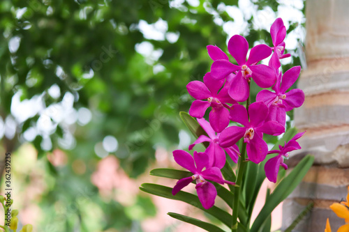 Pink orchid flowers in the garden.